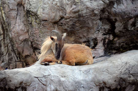 the mountain goat is sitting in on a rocky mountainの写真素材