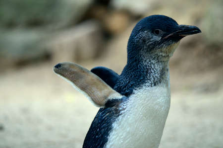 this is a close up of a fairy penguinの写真素材