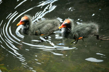 the dusty moorhen chicks are swimming in a small pondの写真素材