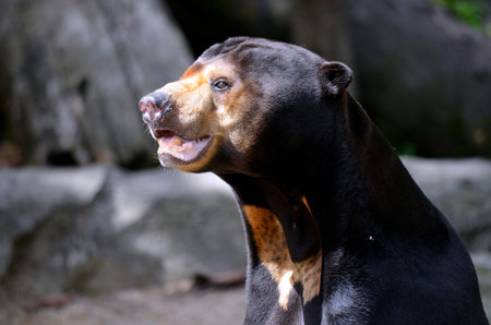 this is a close up of a sun bear