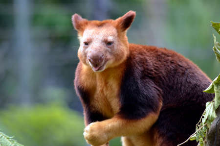 this is a close up of a tree kangarooの写真素材