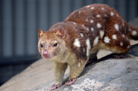 this is a close up of a quollの写真素材