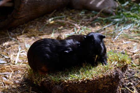 the 2 guinea pigs are eating the grassの写真素材