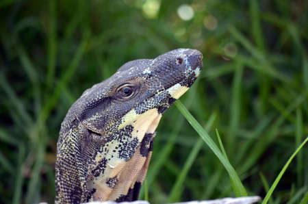 this is a close up of a lace lizardの写真素材