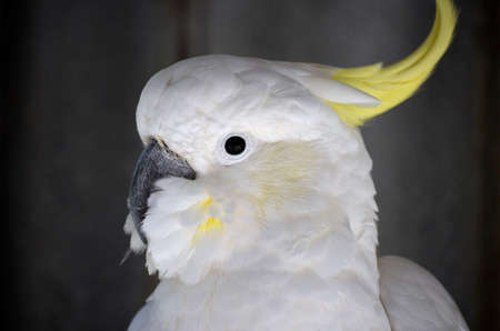 this is a close up of a sulpher crested cockatooの写真素材