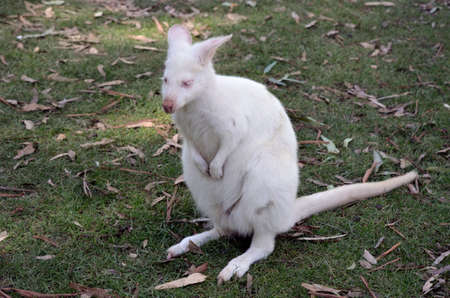this albino wallaby is resting on a grassy patch of landの写真素材