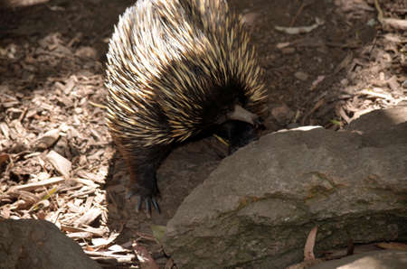 the echidna is searching the rocks for foodの写真素材