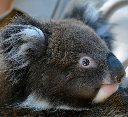 this is a close up of a young koalaの写真素材
