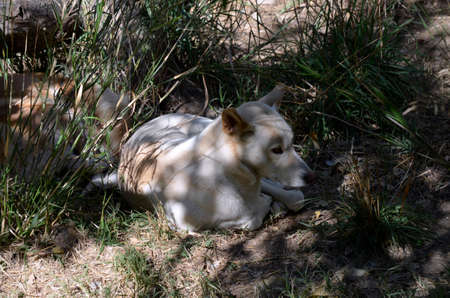 the golden dingo resting in the shadowsの写真素材