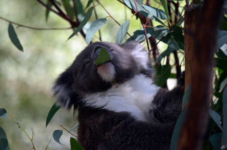 this is a close up of a young koalaの写真素材