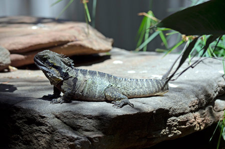 this is a side view of a water dragon lizard