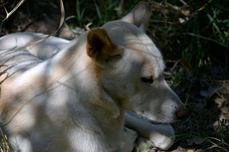 the golden dingo resting in the shadowsの写真素材