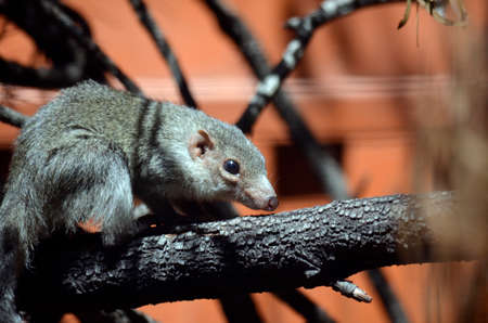 this is a side view of a tree shrewの写真素材