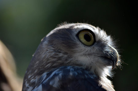 this is a close up of a barking owlの写真素材