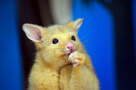 this is a close up of a golden possumの写真素材