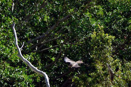 the kite is flying amongst the tall australian trees