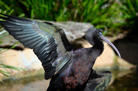 this is a close up of a glossy ibis