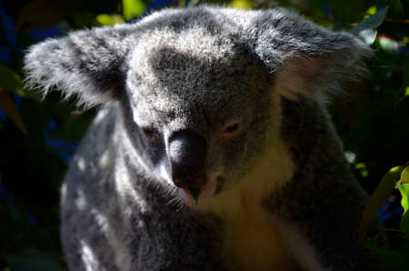 this is a close up of a koalaの写真素材