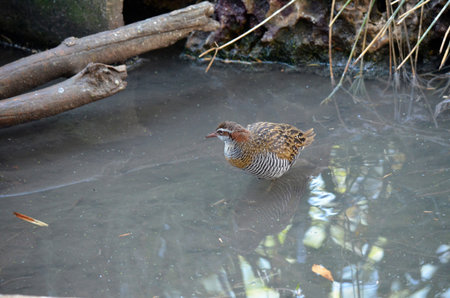 the buff banded rail is walking through water looking for food