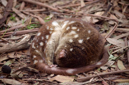 this is a quoll sleeping in a curled up positionの写真素材