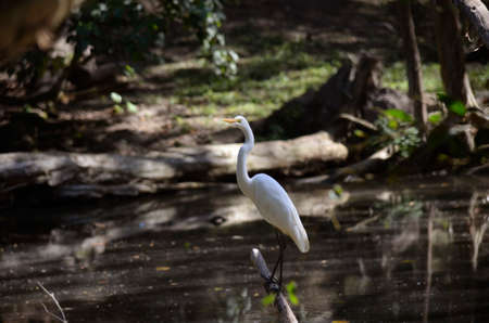 the great egret is wading in the waterの写真素材