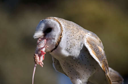 this is a close up of  an owl eating a mouseの写真素材