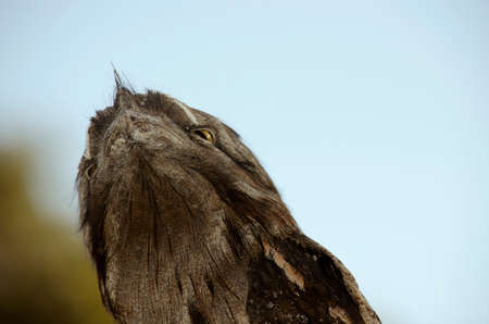 this is a close up of a frogmouthの写真素材