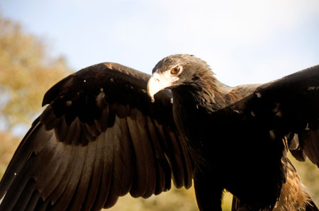 this is a wedge tailed eagle with it's wings spread