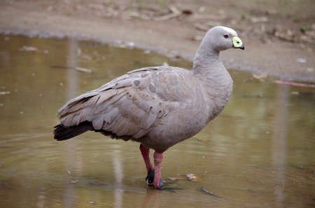 the cape barren goose is walking thru waterの写真素材