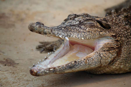 this is a close up of a salt water crocodileの写真素材