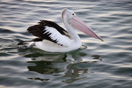 the pelican is in the ocean swimming aroundの写真素材