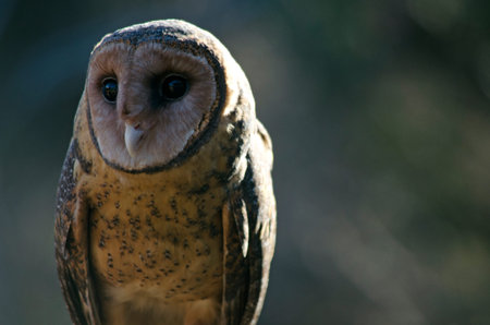 this is a close up of a masked owlの写真素材