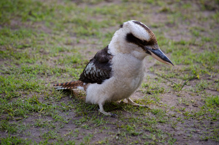 the laughing kookaburra is on the ground look for foodの写真素材