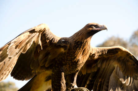 this is a close up of a wedged tailed eagleの写真素材