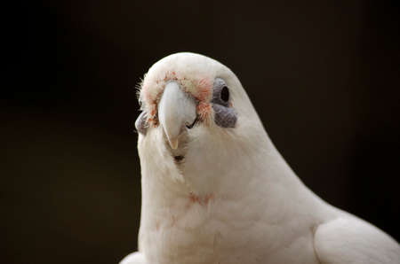 this is a close up of a little corellaの写真素材