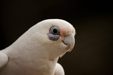 this is a close up of a little corellaの写真素材