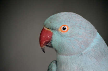 this is a close up of an aqua parrotの写真素材