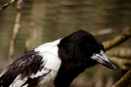 this is a closeup of a pied butcherbirdの写真素材