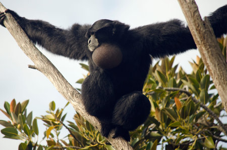 the siamang monkey is on top of a tall tree