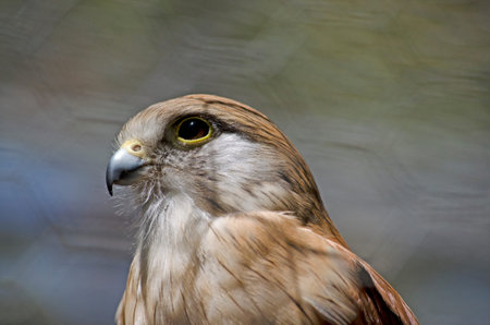 close up of a nankeen kestrel
