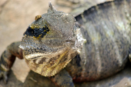 close up of a water dragon lizard