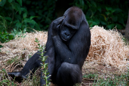 this is a close up of a gorilla