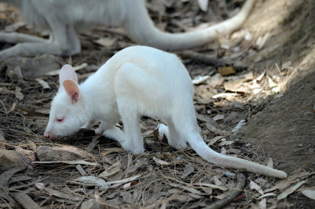 the albino joey kangaroo eating leavesの写真素材