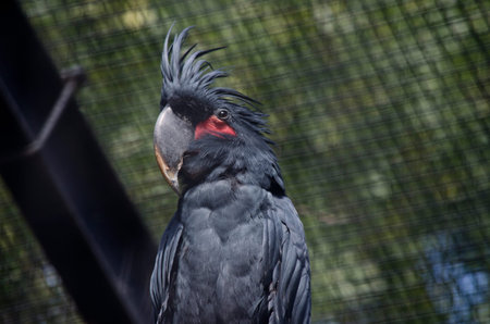 this is a close up of a palm cockatoo