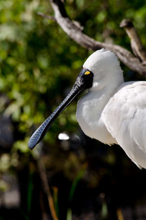 this is a close up of a royal spoonbillの写真素材