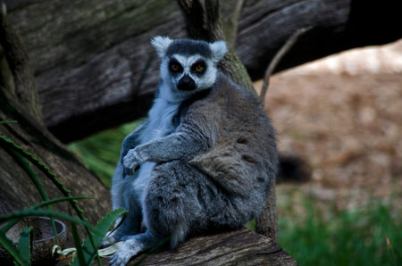 the lemur is sitting on a tree branchの写真素材