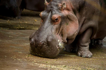 this is a close up of a hippoの写真素材