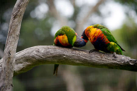 the two rainbow  lorikeets look like they are kissingの写真素材