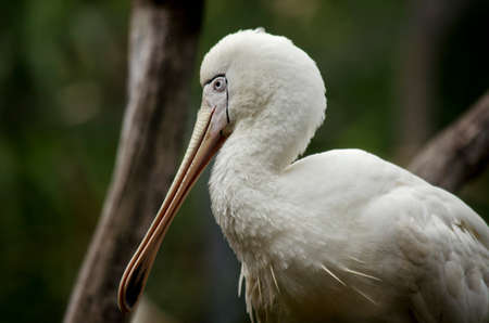 this is a  close up of a yellow spoonbillの写真素材