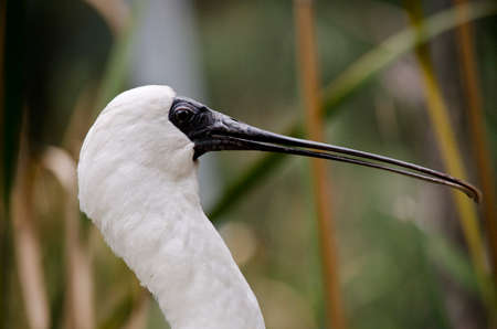 this is a  close up of a royal spoonbillの写真素材